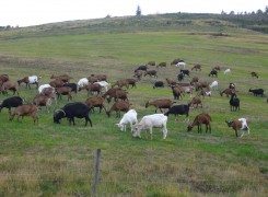 la ferme des 4 pins