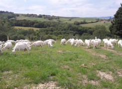 les biquettes des orlets